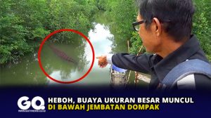 Heboh, Buaya Ukuran Besar Muncul di Bawah Jembatan Dompak