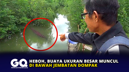 Heboh, Buaya Ukuran Besar Muncul di Bawah Jembatan Dompak