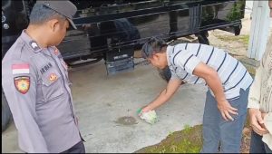 Rumah Warga di Bintan Diserah Ratusan Ulat Bulu