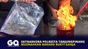 Satnarkoba Polresta Tanjungpinang Musnahkan Barang Bukti Ganja