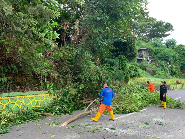 BPBD Tanjungpinang Mitigasi Pohon Rawan Tumbang