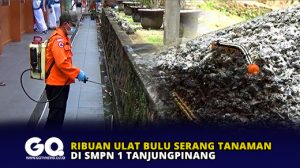 Ribuan Ulat Bulu Serang Tanaman di SMPN 1 Tanjungpinang