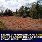 Selain Diperjualbelikan Lahan Milik PT Antam Diduga Dijadikan Lokasi Ilegal logging