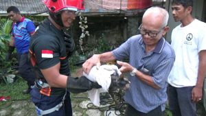 Damkar Tanjungpinang Evakuasi Kucing dan Sarang Tawon dari Dalam Sumur