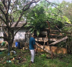 Termakan Usia, Pohon Besar Tumbang Timpa Rumah Warga di Desa Air Glubi Bintan