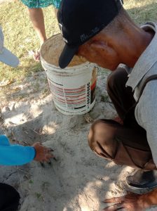 Nirwana Gardens Temukan Dua Sarang Telur Penyu Sisik