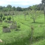 Wisata Bukit Manuk Tanjungpinang, Memiliki Anek Tanaman Buah-Buahan