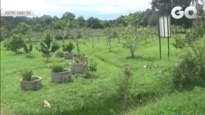 Wisata Bukit Manuk Tanjungpinang, Memiliki Anek Tanaman Buah-Buahan