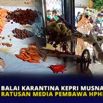 Balai Karantina Kepri Musnahkan Ratusan Media Pembawa HPHK dan OPTK