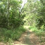 Hutan Lindung Bukit Kucing, Wisata Konservasi Alam yang Wajib di Kunjungi