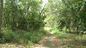 Hutan Lindung Bukit Kucing, Wisata Konservasi Alam yang Wajib di Kunjungi