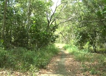 Hutan Lindung Bukit Kucing, Wisata Konservasi Alam yang Wajib di Kungjungi di Tanjungpinang.