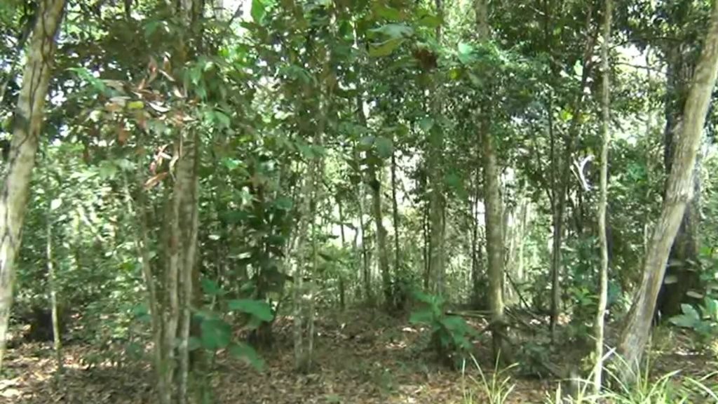 Hutan Lindung Bukit Kucing, Wisata Konservasi Alam yang Wajib di Kungjungi di Tanjungpinang.