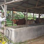 Ratusan Sapi di Kabupaten Bintan Disuntik Vaksin PMK