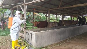 Ratusan Sapi di Kabupaten Bintan Disuntik Vaksin PMK