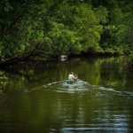 Jelajahi Wisata Hutan Mangrove di Desa Toapaya Selatan Kabupaten Bintan
