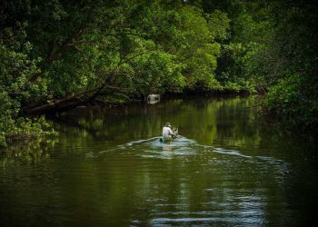 Jelajahi Wisata Hutan Mangrove di Desa Toapaya Selatan Kabupaten Bintan.