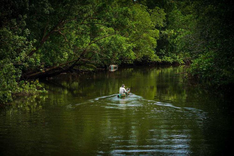 Jelajahi Wisata Hutan Mangrove di Desa Toapaya Selatan Kabupaten Bintan.