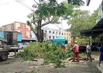 Dinas Perkim Kota Tanjungpinang Pangkas Pohon Rawan Tumbang.