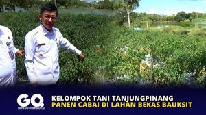 Kelompok Tani Tanjungpinang Panen Cabai di Lahan Bekas Bauksit