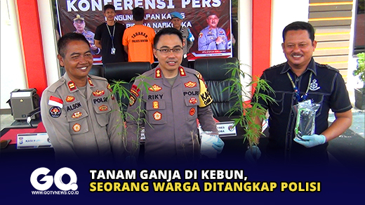 Tanam Ganja di Kebun, Seorang Warga Ditangkap Polisi