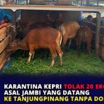 Karantina Kepri Tolak 20 Ekor Sapi Asal Jambi yang Datang ke Tanjungpinang Tanpa Dokumen