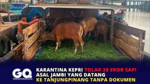 Karantina Kepri Tolak 20 Ekor Sapi Asal Jambi yang Datang ke Tanjungpinang Tanpa Dokumen