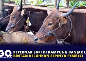 Peternak Sapi di Kampung Banjar Lama Bintan Keluhkan Sepinya Pembeli