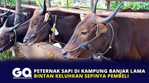 Peternak Sapi di Kampung Banjar Lama Bintan Keluhkan Sepinya Pembeli
