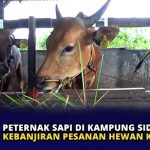 Peternak Sapi di Kampung Sidojasa Kebanjiran Pesanan Hewan Kurban