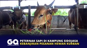 Peternak Sapi di Kampung Sidojasa Kebanjiran Pesanan Hewan Kurban
