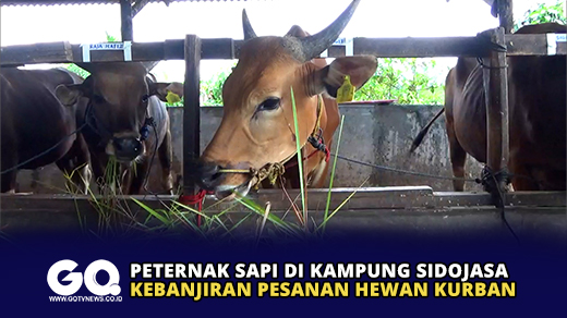 Peternak Sapi di Kampung Sidojasa Kebanjiran Pesanan Hewan Kurban