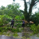 Pohon di Jalan Adi Sucipto Tanjungpinang Tumbang Akibat Angin Kecang
