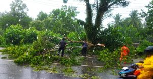 Pohon di Jalan Adi Sucipto Tanjungpinang Tumbang Akibat Angin Kecang