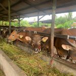 Stok 1.621 Ekor, Persediaan Hewan Kurban di Tanjungpinang Mencukupi untuk Idul Adha 2024