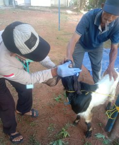 Petugas DKPP Bintan Temukan Kasus Cacing Hati pada Hewan Kurban