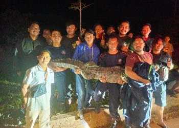 DPKP Tanjungpinang Evakuasi Buaya Sepanjang 2 Meter.