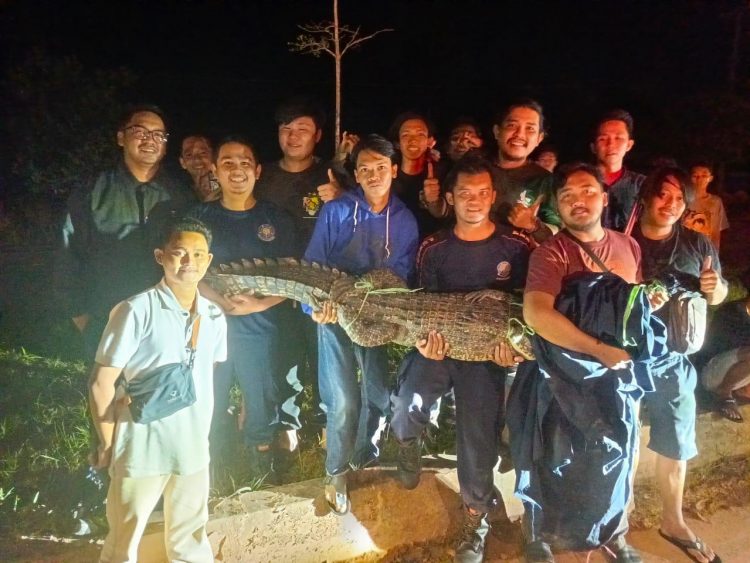 DPKP Tanjungpinang Evakuasi Buaya Sepanjang 2 Meter.