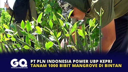 PT PLN Indonesia Power UBP Kepri Tanam 1000 Bibit Mangrove di Bintan