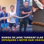 Warga Sei Jang Tangkap Ular Piton Sepanjang 4 Meter dari Drainase