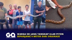 Warga Sei Jang Tangkap Ular Piton Sepanjang 4 Meter dari Drainase