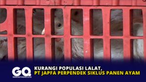 Kurangi Populasi Lalat, PT JAPFA Perpendek Siklus Panen Ayam