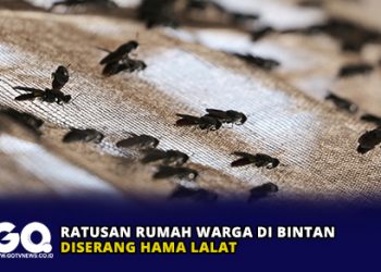 Ratusan Rumah Warga di Bintan Diserang Hama Lalat