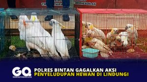 Polres Bintan Gagalkan Aksi Penyeludupan Hewan di Lindungi