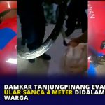 Damkar Tanjungpinang Evakuasi Ular Sanca 4 Meter Didalam Rumah Warga