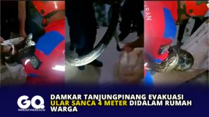 Damkar Tanjungpinang Evakuasi Ular Sanca 4 Meter Didalam Rumah Warga