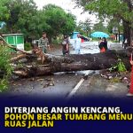 Diterjang Angin Kencang, Pohon Besar Tumbang Menutup Ruas Jalan