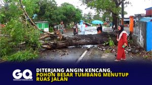 Diterjang Angin Kencang, Pohon Besar Tumbang Menutup Ruas Jalan