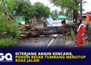 Diterjang Angin Kencang, Pohon Besar Tumbang Menutup Ruas Jalan