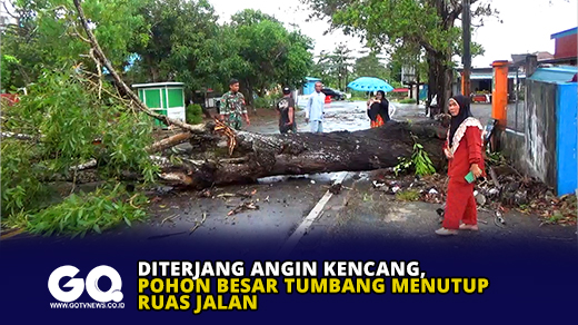 Diterjang Angin Kencang, Pohon Besar Tumbang Menutup Ruas Jalan